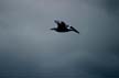 Flying Seagull(s), Canada Stock Photos