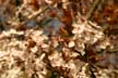 Spring Blossoms-, Canada Stock Photos