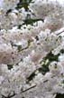 Spring Blossoms, Stanley Park