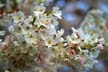 Spring Blossoms, Stanley Park