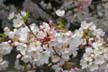 Spring Blossoms, Stanley Park