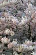 Spring Blossoms, Stanley Park