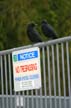 Crows, Canada Stock Photographs