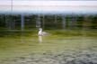 Seagull, Vancouver Wildlife