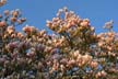 Spring Blossoms, Stanley Park