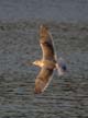 Flying Seagull(s), Vancouver Wildlife