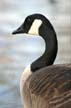 Canadian Goose, Stanley Park Wildlife