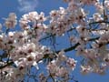 Spring Blossoms, Stanley Park