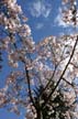 Spring Blossoms, Stanley Park