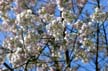 Spring Blossoms, Stanley Park