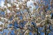 Spring Blossoms, Stanley Park