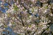 Spring Blossoms, Stanley Park