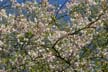 Spring Blossoms, Stanley Park