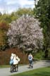 Spring Blossoms, Lost Lagoon