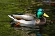 Mallard Duck, Stanley Park