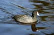 Birds, Canada Stock Photos