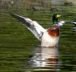 Bathing In Bernaby Lake, Bernaby Lake