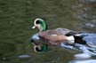 Mallard Duck, Stanley Park