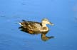 Coal Harbour Wildlife, Stanley Park