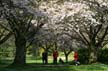 Spring Blossoms, Stanley Park