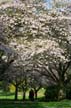 Spring Blossoms, Stanley Park