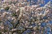 Spring Blossoms, Stanley Park