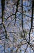 Spring Blossoms, Stanley Park