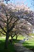 Spring Blossoms, Stanley Park