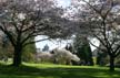 Spring Blossoms, Stanley Park