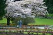 Spring Blossoms, Stanley Park