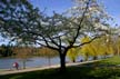 Lost Lagoon Spring, Stanley Park