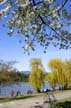 Lost Lagoon Spring, Stanley Park