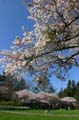 Spring Blossoms, Stanley Park