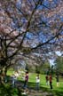 Rose Garden Spring Blossoms, Rose Garden Stanley Park