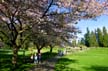 Spring Blossoms, Stanley Park