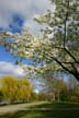 Spring Blossoms, Stanley Park