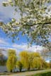 Spring Blossoms, Stanley Park