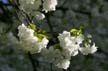 Rose Garden Spring Blossoms, Rose Garden Stanley Park