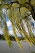 Weeping Willow, Stanley Park