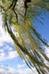 Weeping Willow, Stanley Park