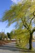 Wind And Willow, Burnaby