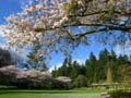 Spring Blossoms, Stanley Park