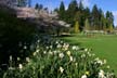 Spring Blossoms, Stanley Park