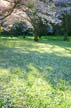 Spring Blossoms, Stanley Park