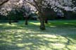 Spring Blossoms, Stanley Park