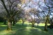 Spring Blossoms, Stanley Park