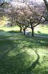 Spring Blossoms, Stanley Park