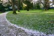 Spring Blossoms, Stanley Park