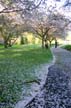 Spring Blossoms, Stanley Park