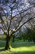 Springtime, Stanley Park